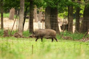 Hogs and the Budget
