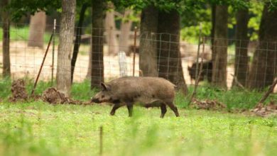 Photo of Hogs and the Budget