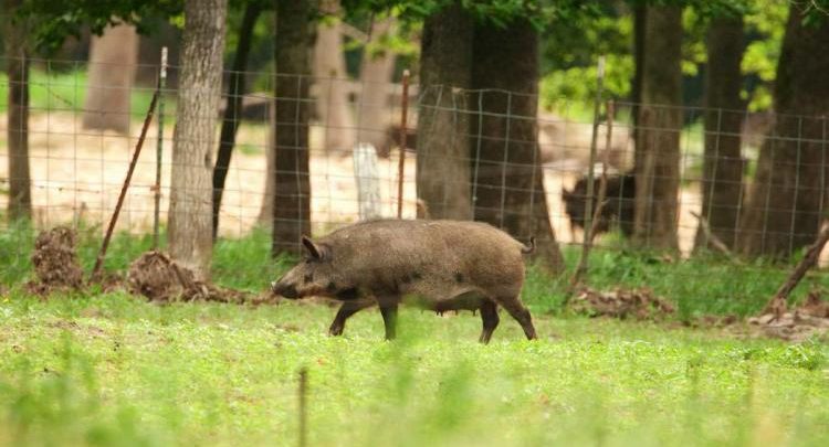 Feral hog