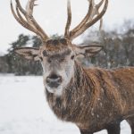 Animal animal photography antler 735985
