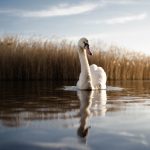 Animal bird dawn 442545