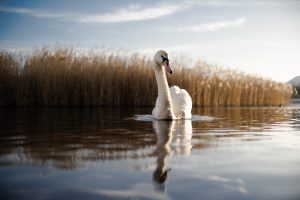 Avian influenza numbers dropping, Missouri Extension official says