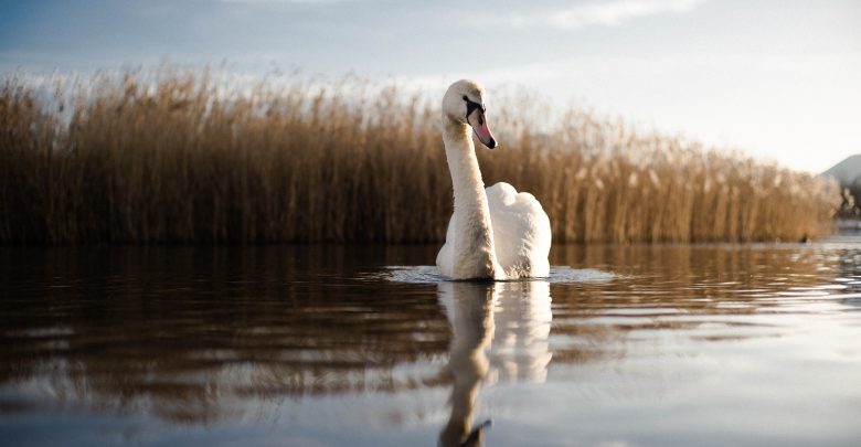 Animal bird dawn 442545