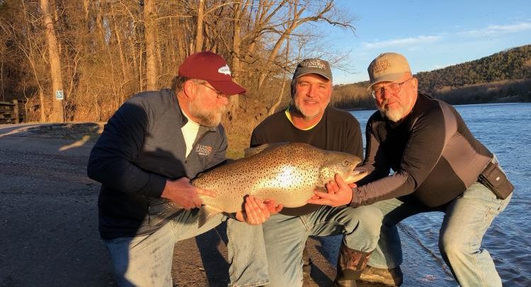 Crews brown trout