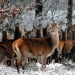 deer