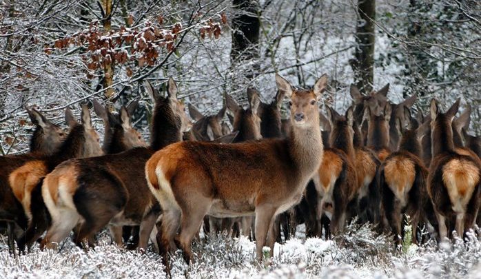 deer