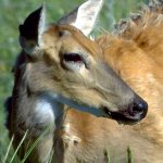 deer