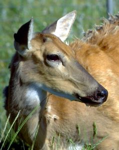 deer