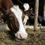 cow