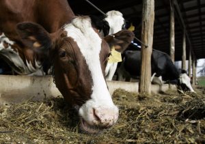 cow