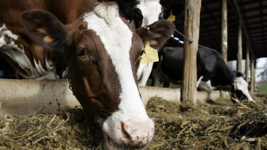 Photo of NOTICE: Potential violation of livestock market regulations in Missouri