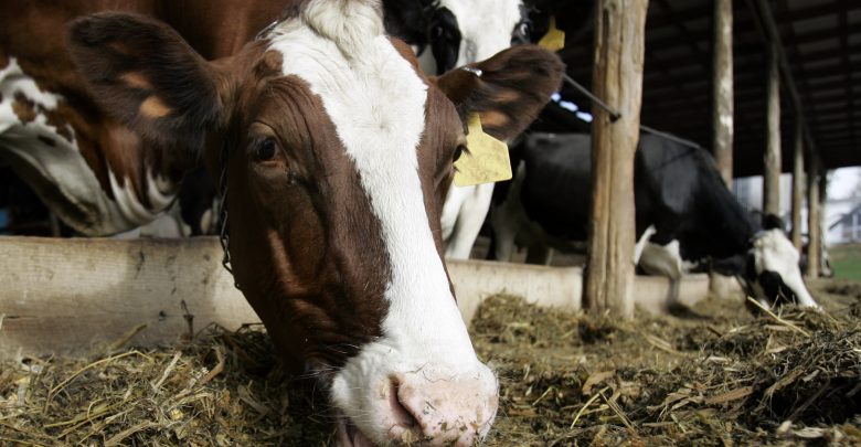 cow