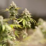 medical marijuana