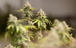 medical marijuana
