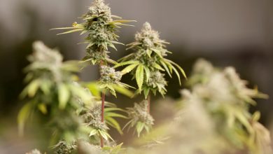 Photo of DHSS transfers funds from medical marijuana program to Missouri Veterans Commission