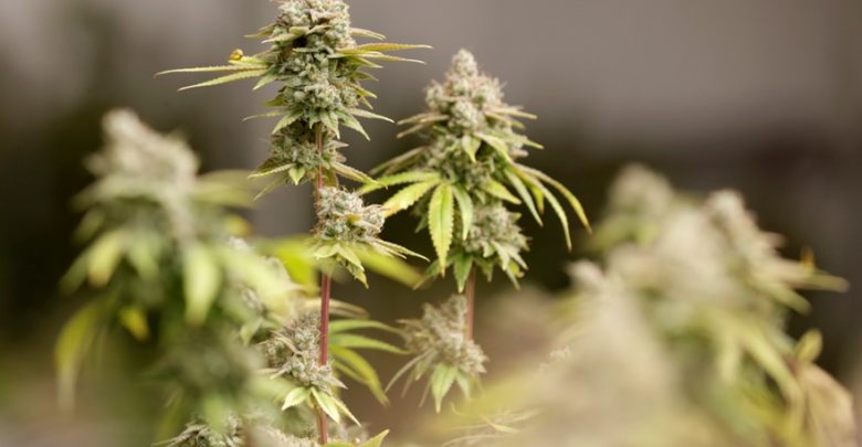 medical marijuana