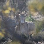 wild horses