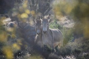 wild horses