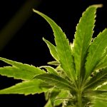 Medical marijuana