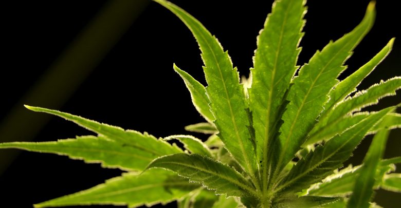 Medical marijuana