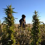 Food and farm industrial hemp