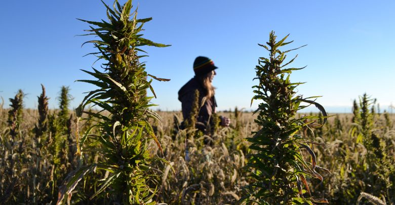 Food and farm industrial hemp