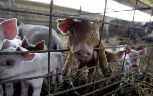 farming, Missouri agriculture, Newstalk KZRG