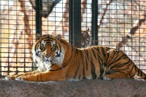 Newstalk KZRG, tiger attack
