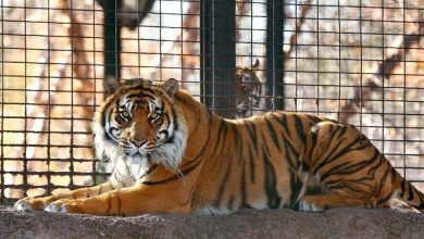 Photo of Kansas Zookeeper Attacked by Tiger Is Out of Intensive Care