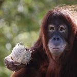 Sumatran orangutan