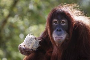 Sumatran orangutan