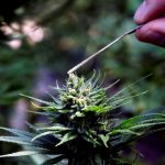 hemp