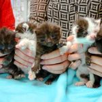 kittens