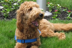 Fourth Annual Doggy Dive-In August 14 in Joplin