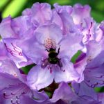 Rhododendron