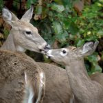 deer