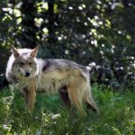 Mexican wolf