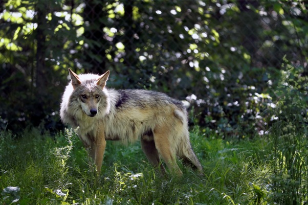Mexican wolf