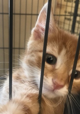 kitten