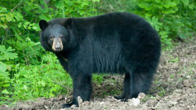 Photo of Missouri police department warns citizens not to wrestle with black bears