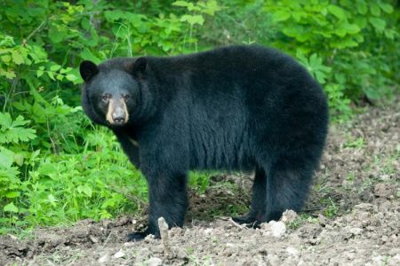 black bear, MDC, Newstalk KZRG