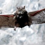 bats
