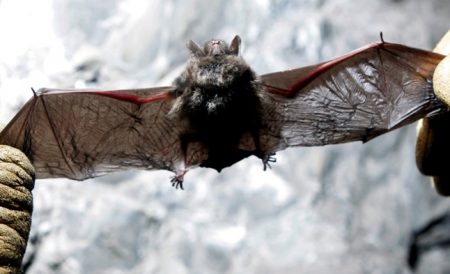 bats