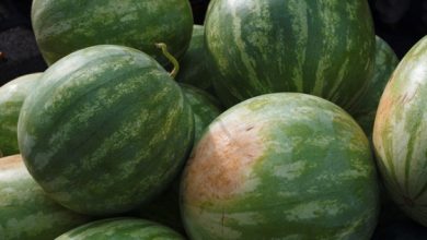 Photo of Watermelon feed to feature candidates Hartzler, McCloskey