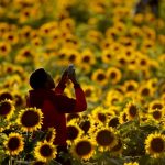 sunflowers