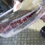 Saving alligator gar