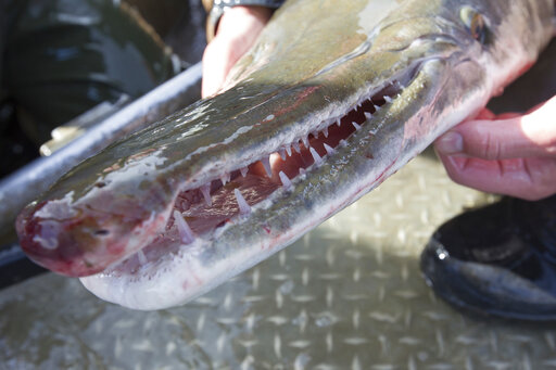 Saving alligator gar