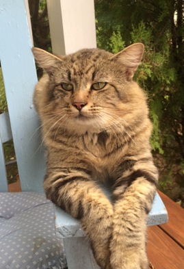 cat