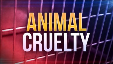 Photo of Former licensed dog breeder in Stockton faces 12 misdemeanor counts
