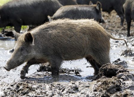 feral hog, wold hog, Newstalk KZRG